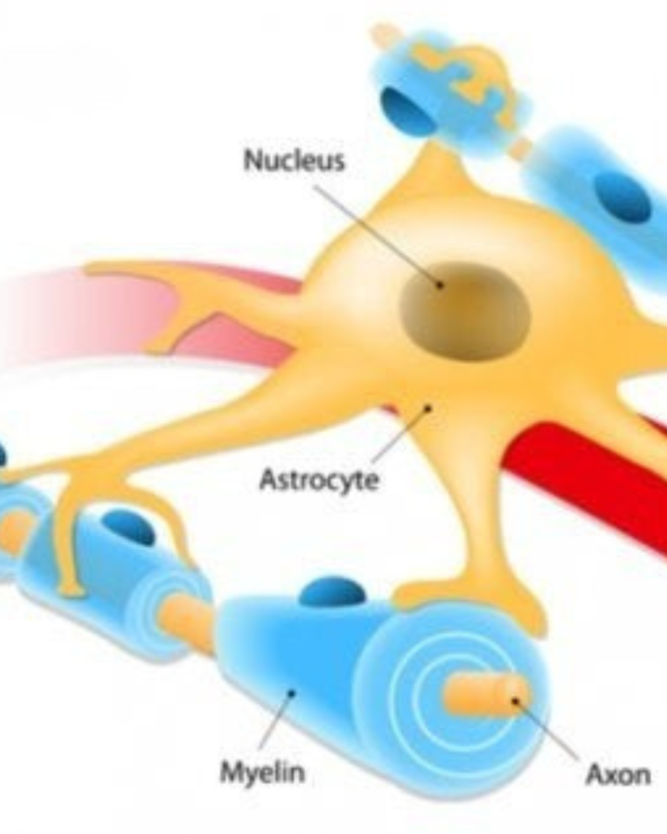 астроцити, гемато-енцефалічний бар'єр, аквапорин, NMOSD, MOG
