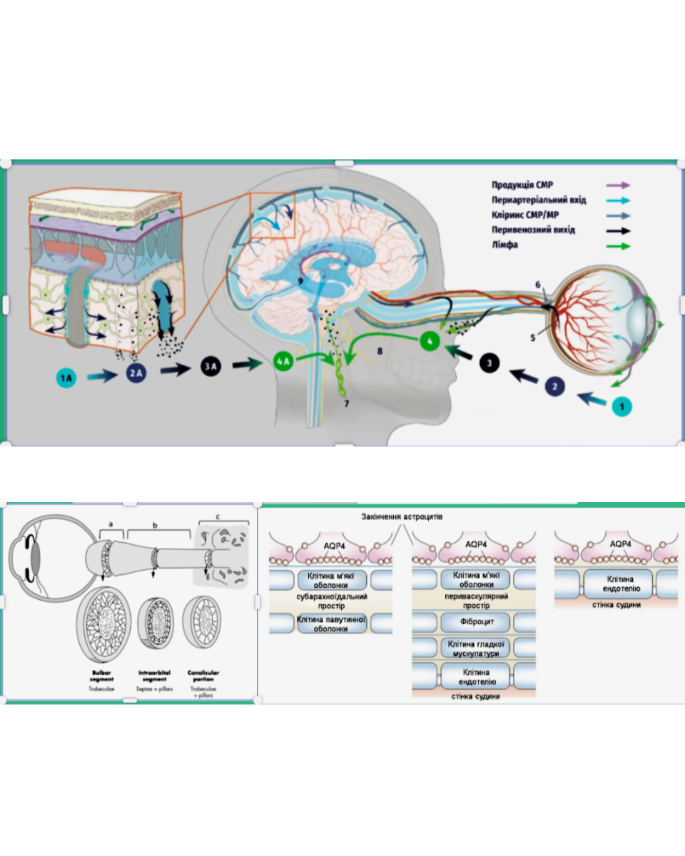 Глімфатична система, задній відтік внутрішньоочної рідини, ВОР, ВОТ, глаукома, астроцити